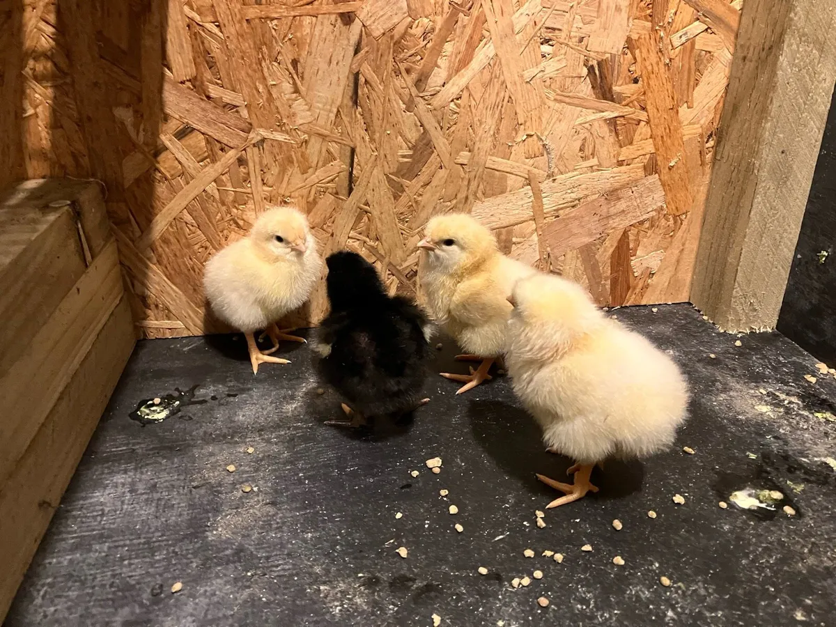 Day old chicks - Image 3
