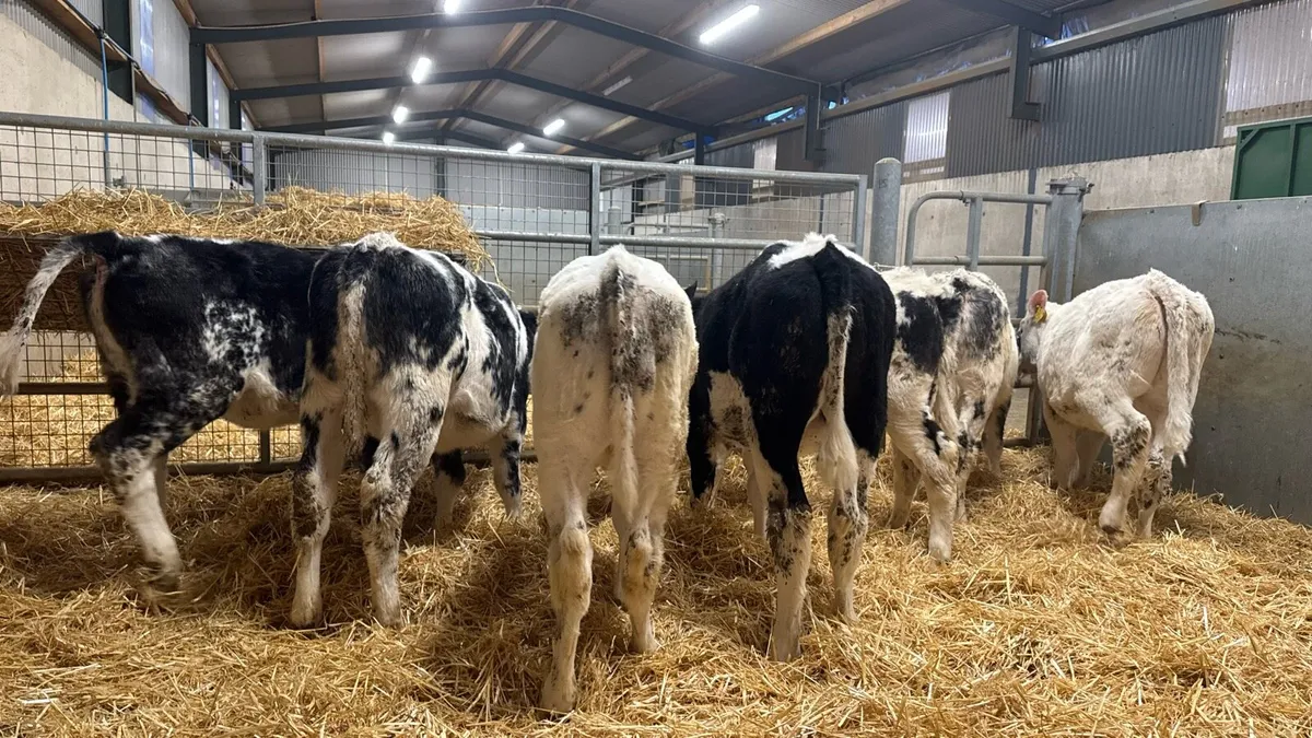 BB Heifers - Image 3