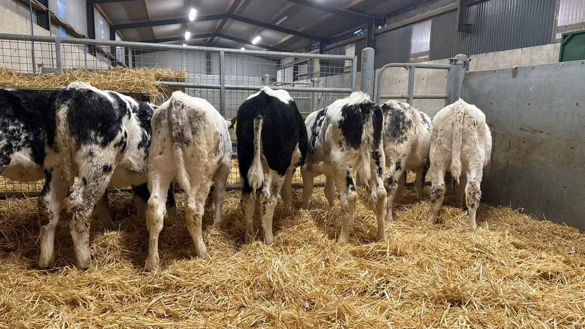 BB Heifers - Image 4