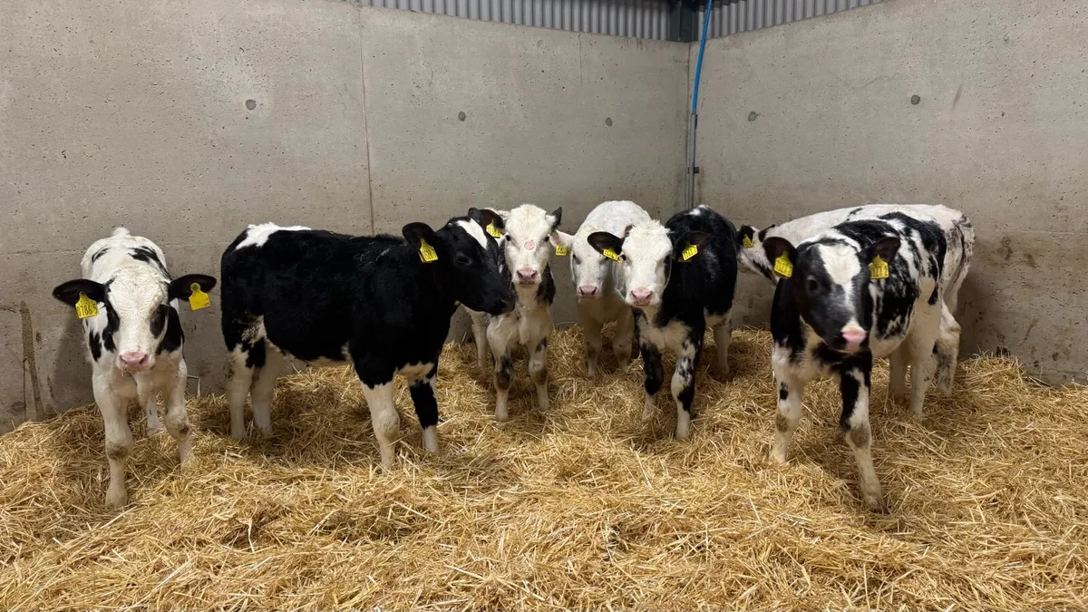 BB Heifers - Image 1