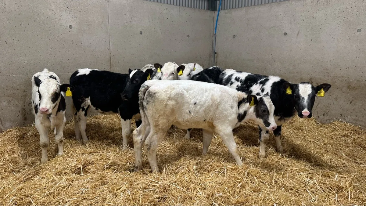 BB Heifers - Image 2