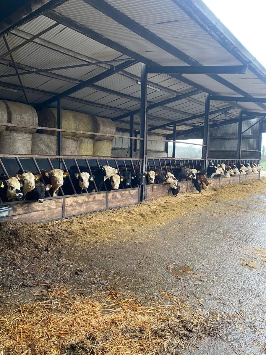 Hereford yearlings - Image 2