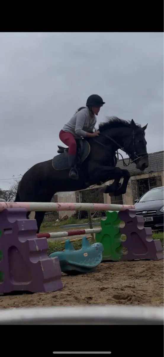 Pony for sale - Image 2