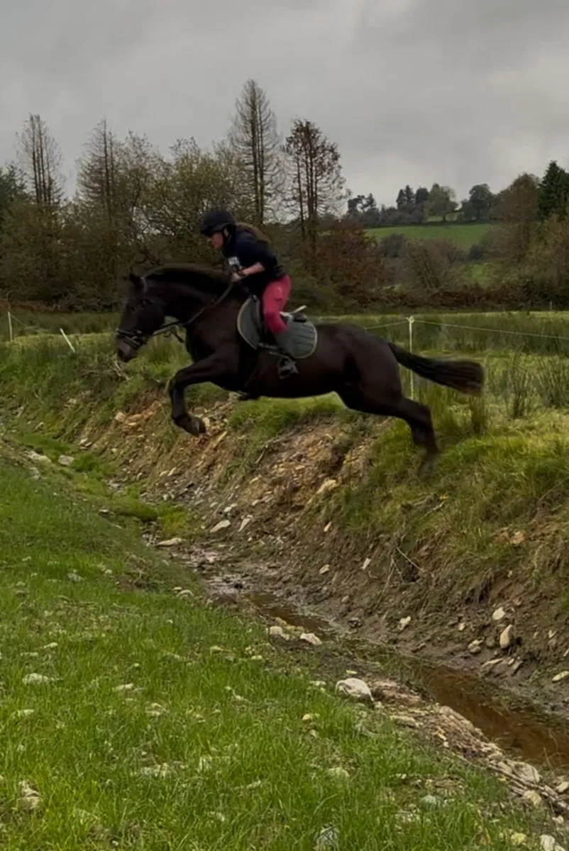 Pony for sale - Image 1