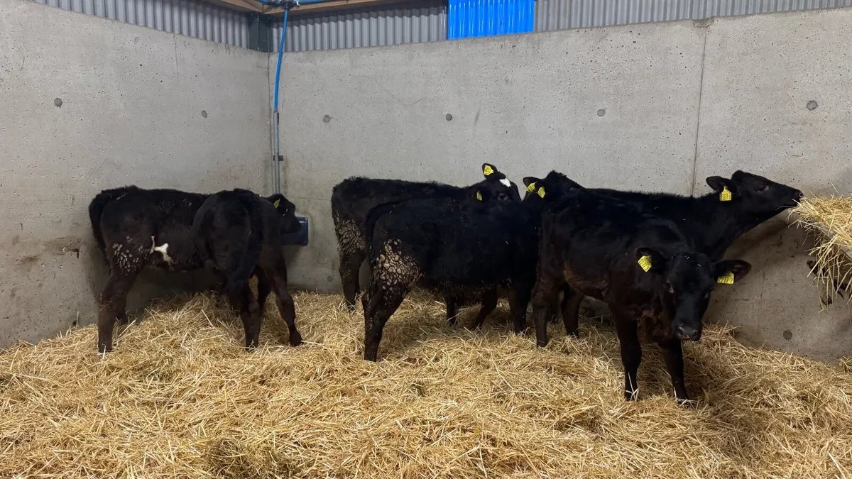 Black Heifers - Image 2