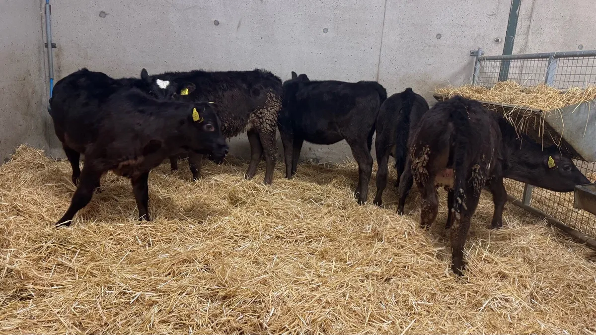 Black Heifers - Image 3