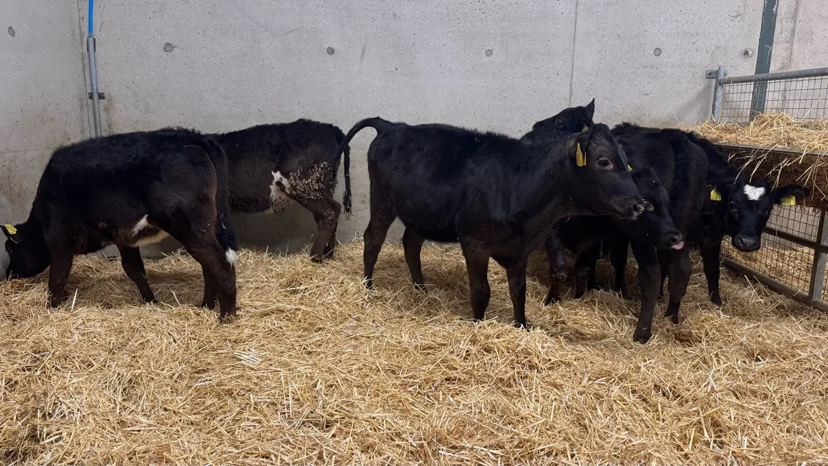 Black Heifers - Image 4