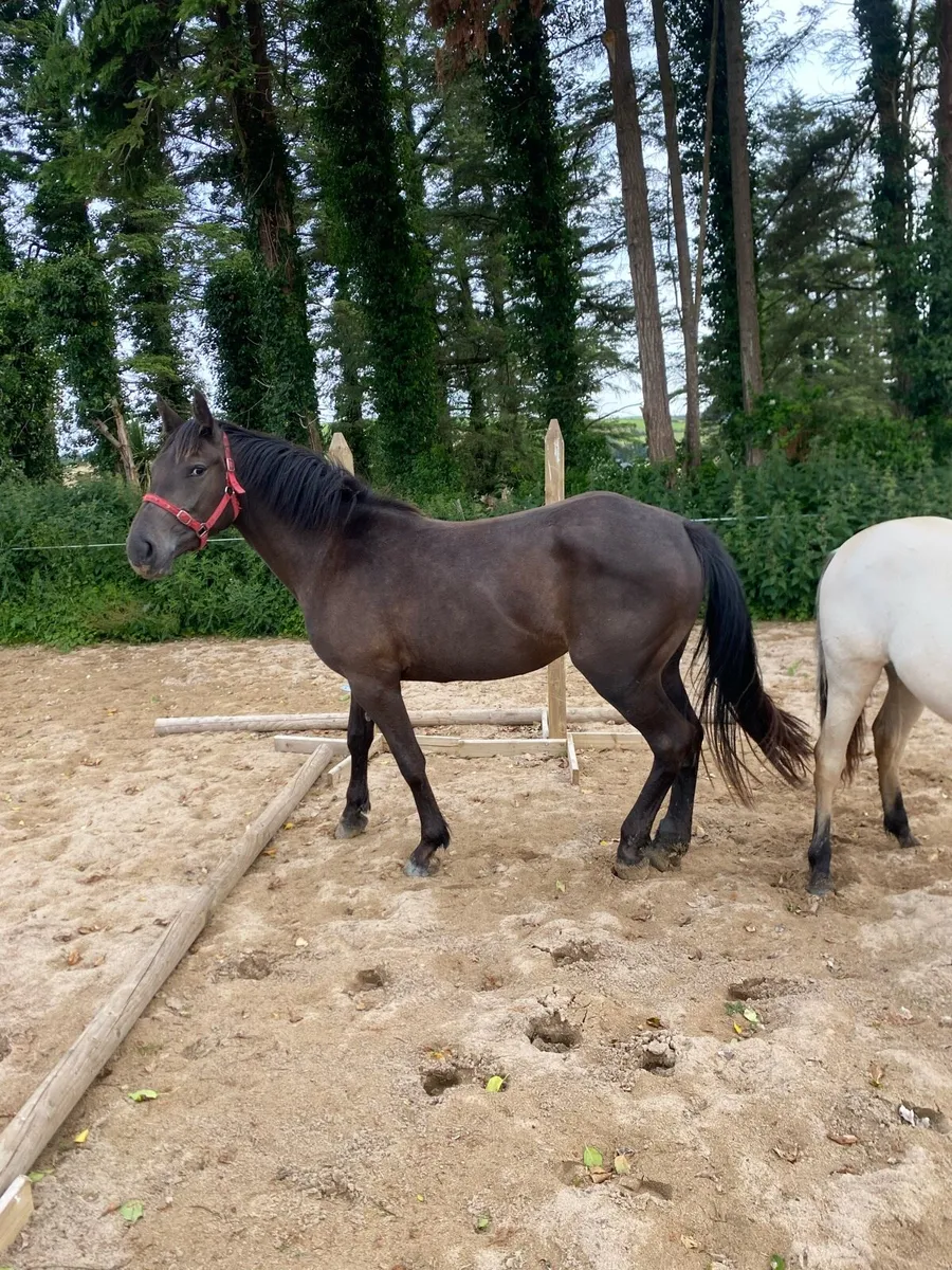 Pony for sale - Image 3