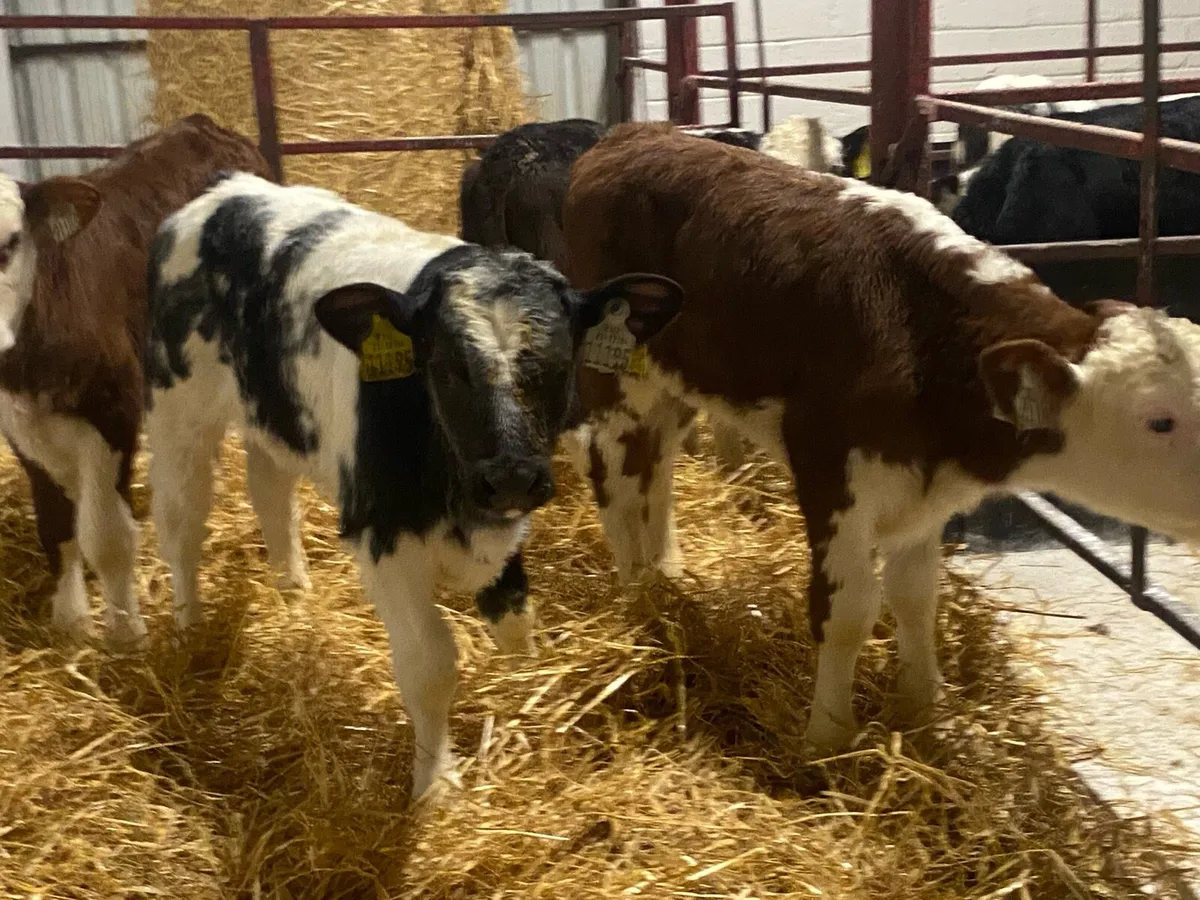 Bull Calves - Image 1