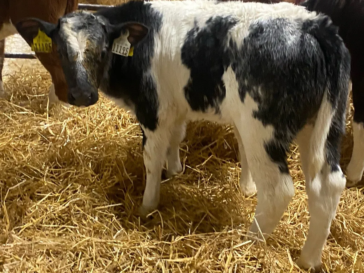 Bull Calves - Image 3