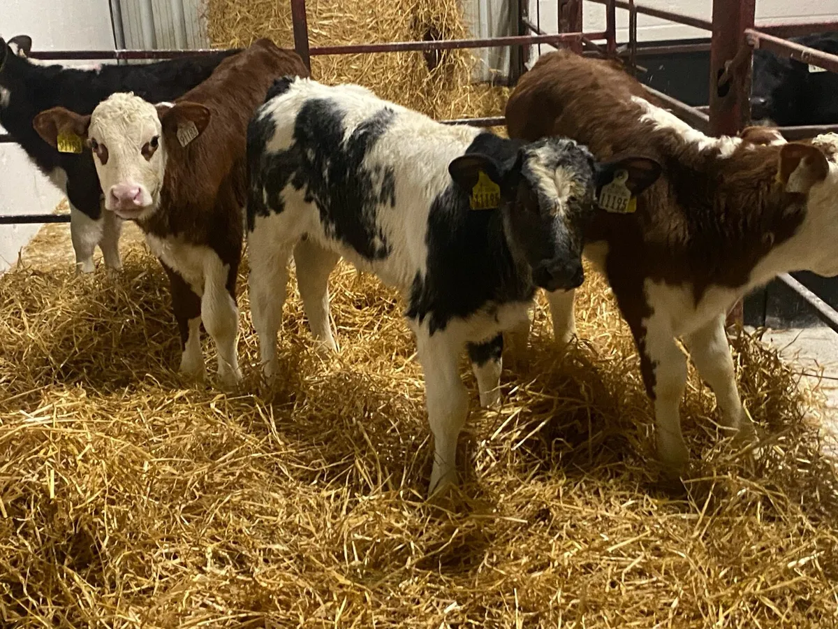 Bull Calves - Image 2