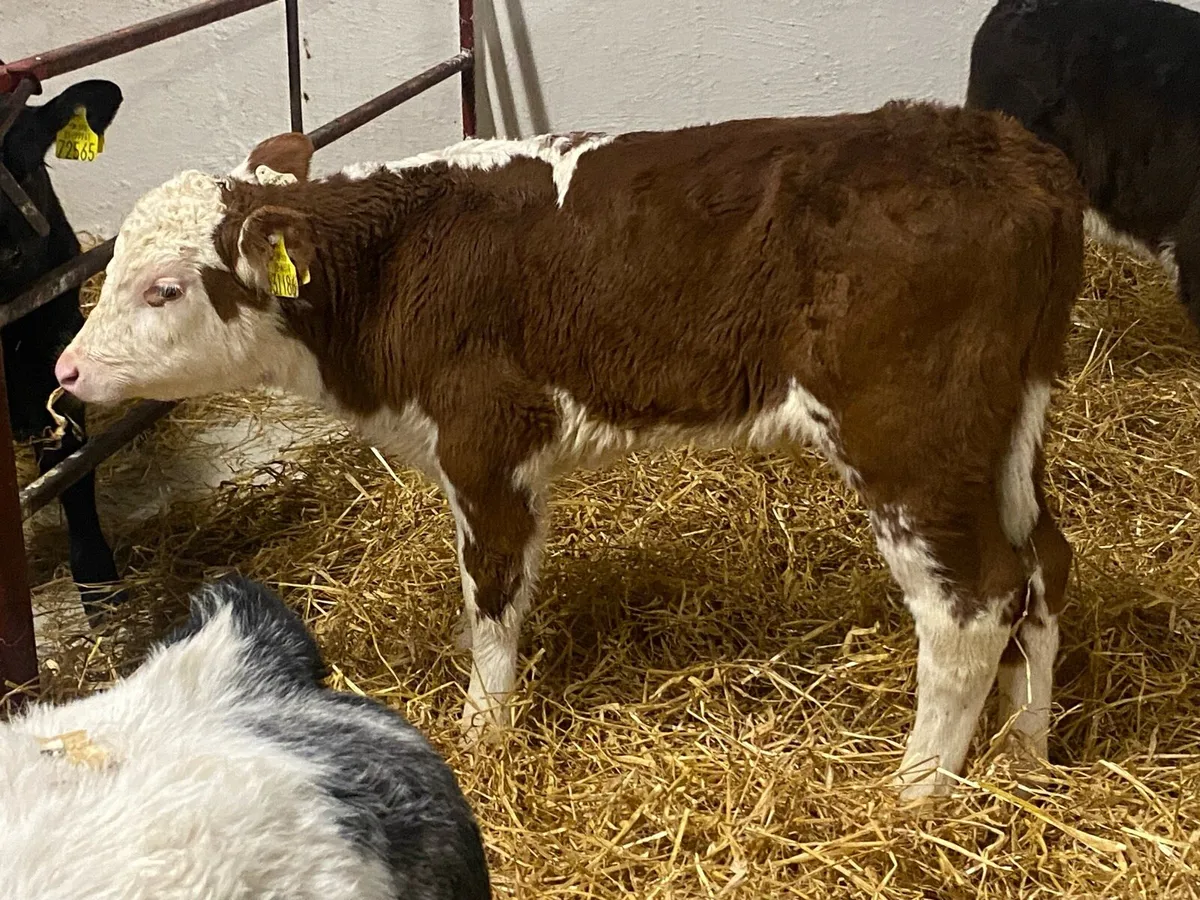 Bull Calves - Image 4