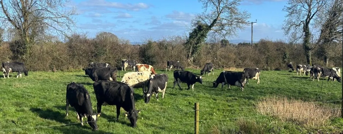 Clearance sale of calved Dairy Cows and Heifers. - Image 1