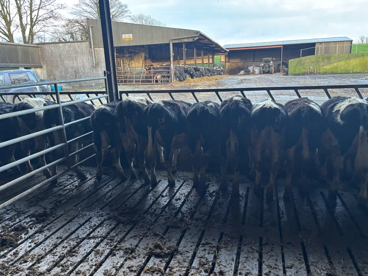 Maiden heifers - Image 1