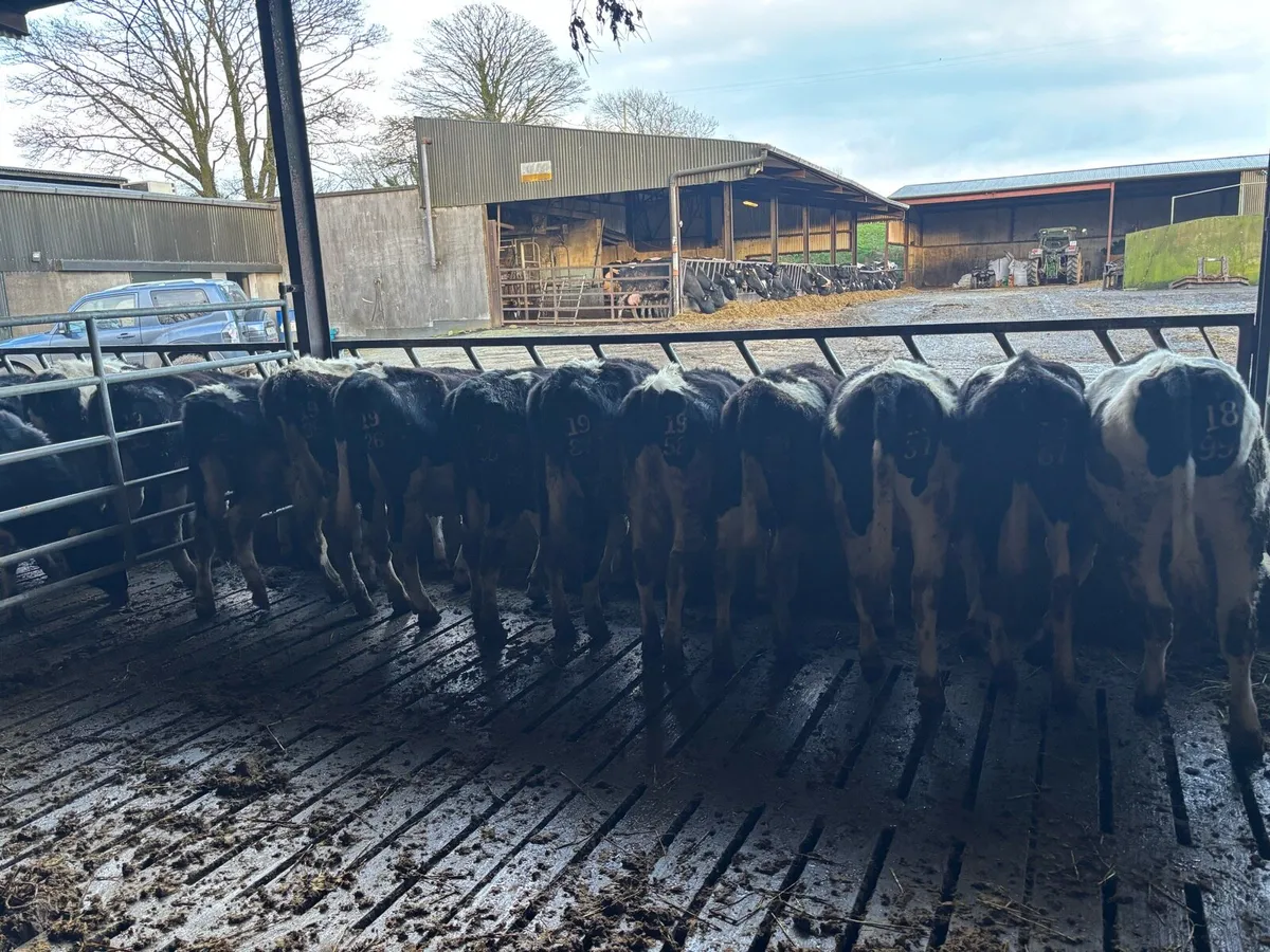 Maiden heifers - Image 2