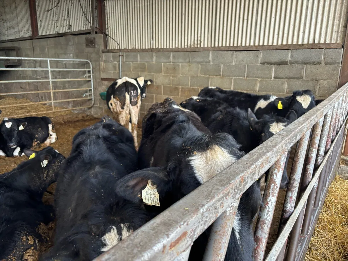 Maiden heifers - Image 3