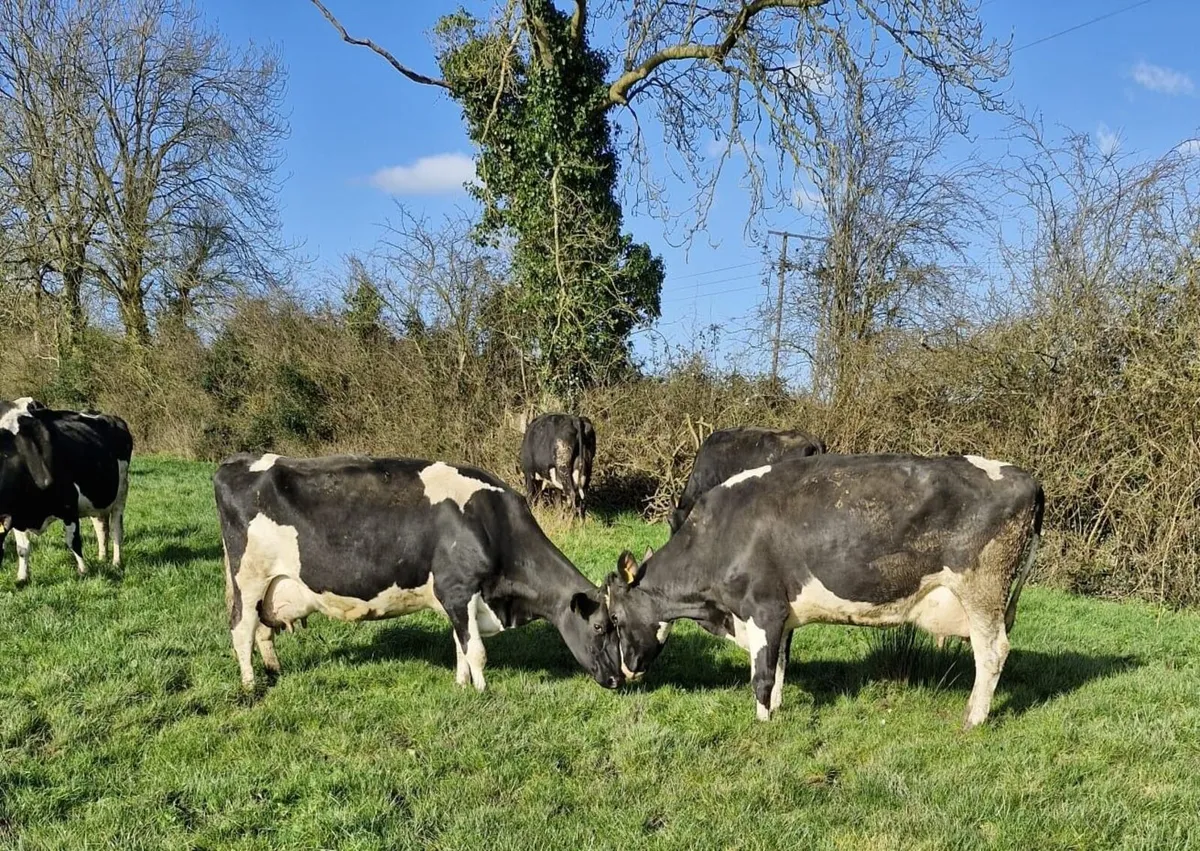 Clearance sale of calved Dairy Cows and Heifers. - Image 3