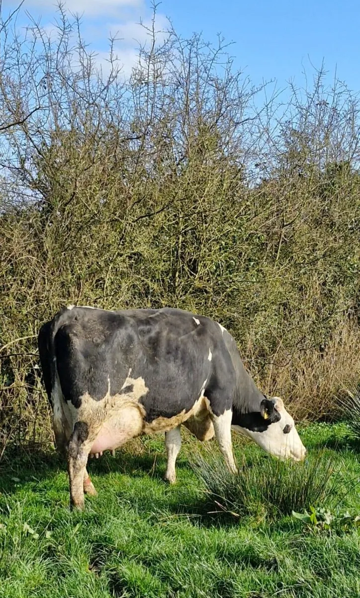 Clearance sale of calved Dairy Cows and Heifers. - Image 4