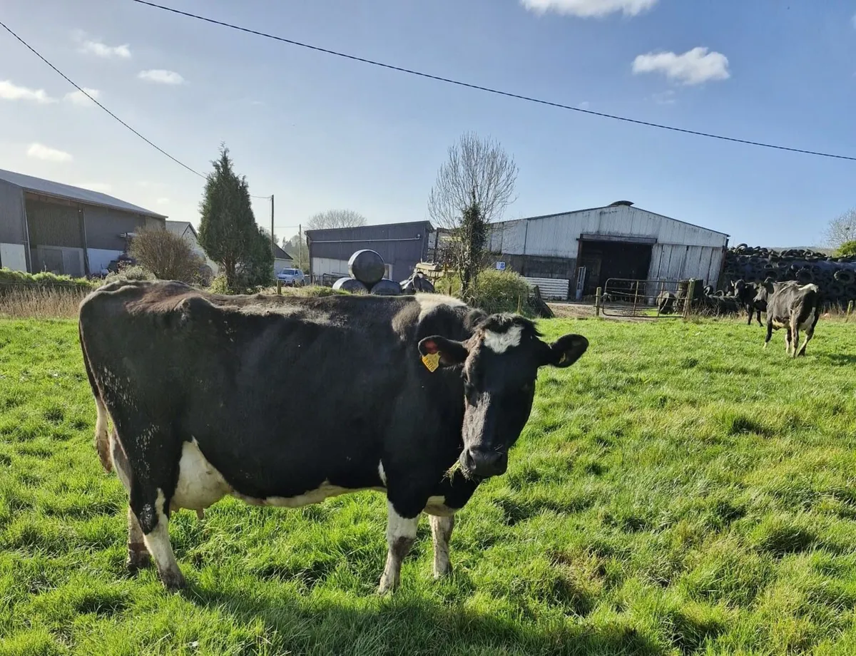 Clearance sale of calved Dairy Cows and Heifers. - Image 2