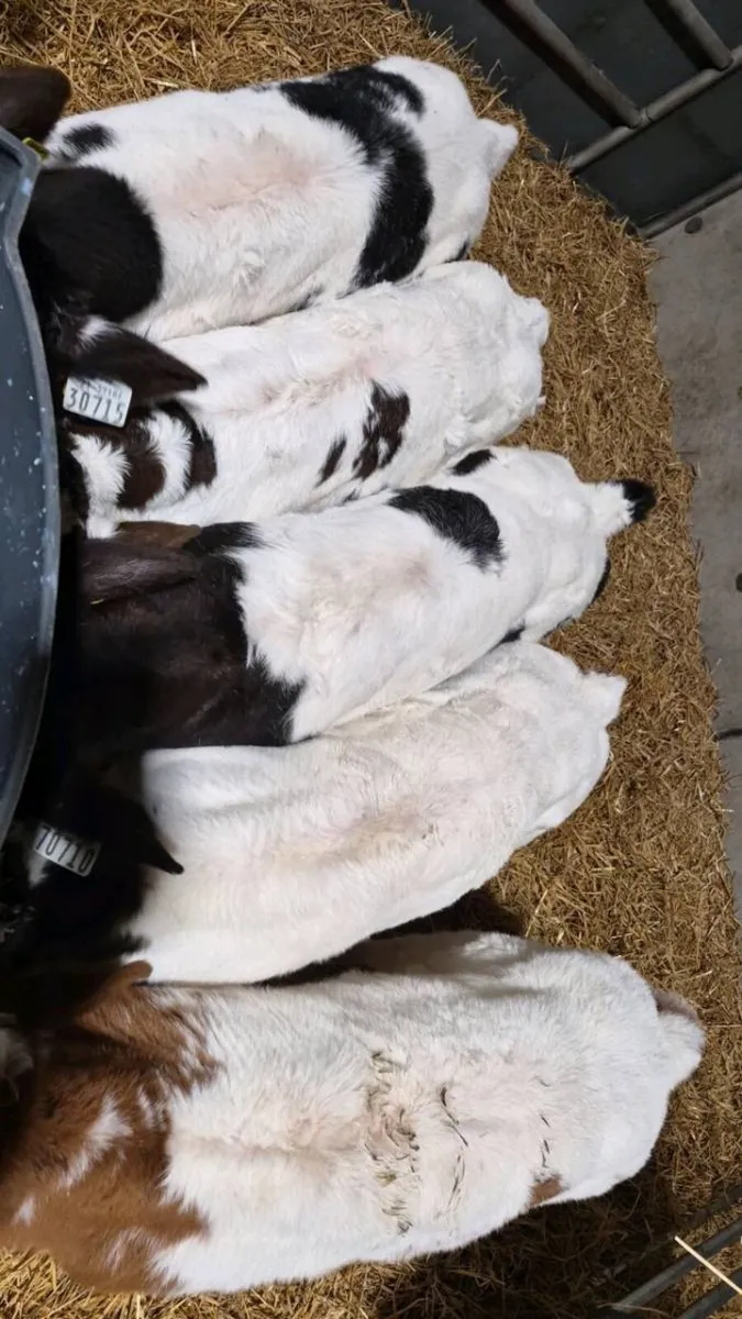 Super Belgian Blue calfs - Image 1