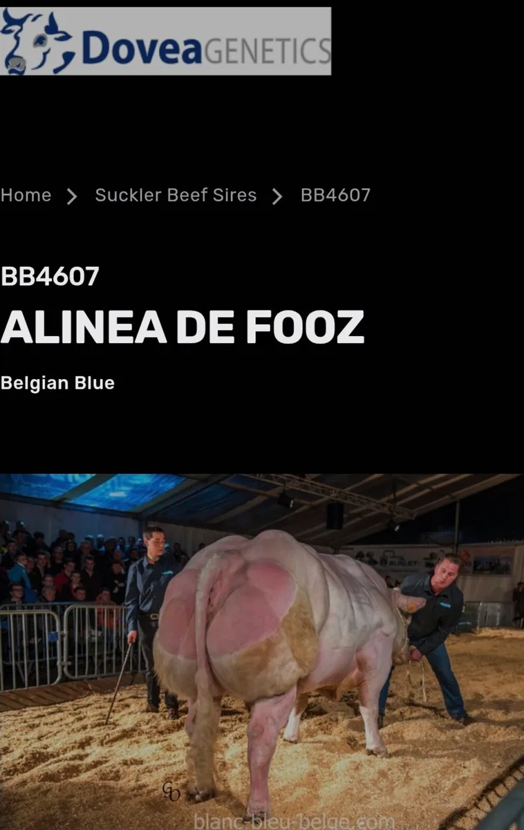 Super Belgian Blue calfs - Image 2