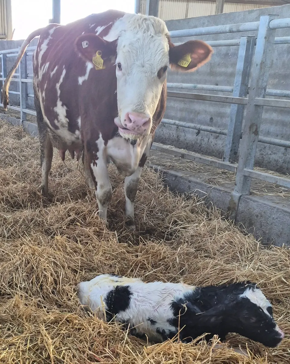 Super Belgian Blue calfs - Image 3