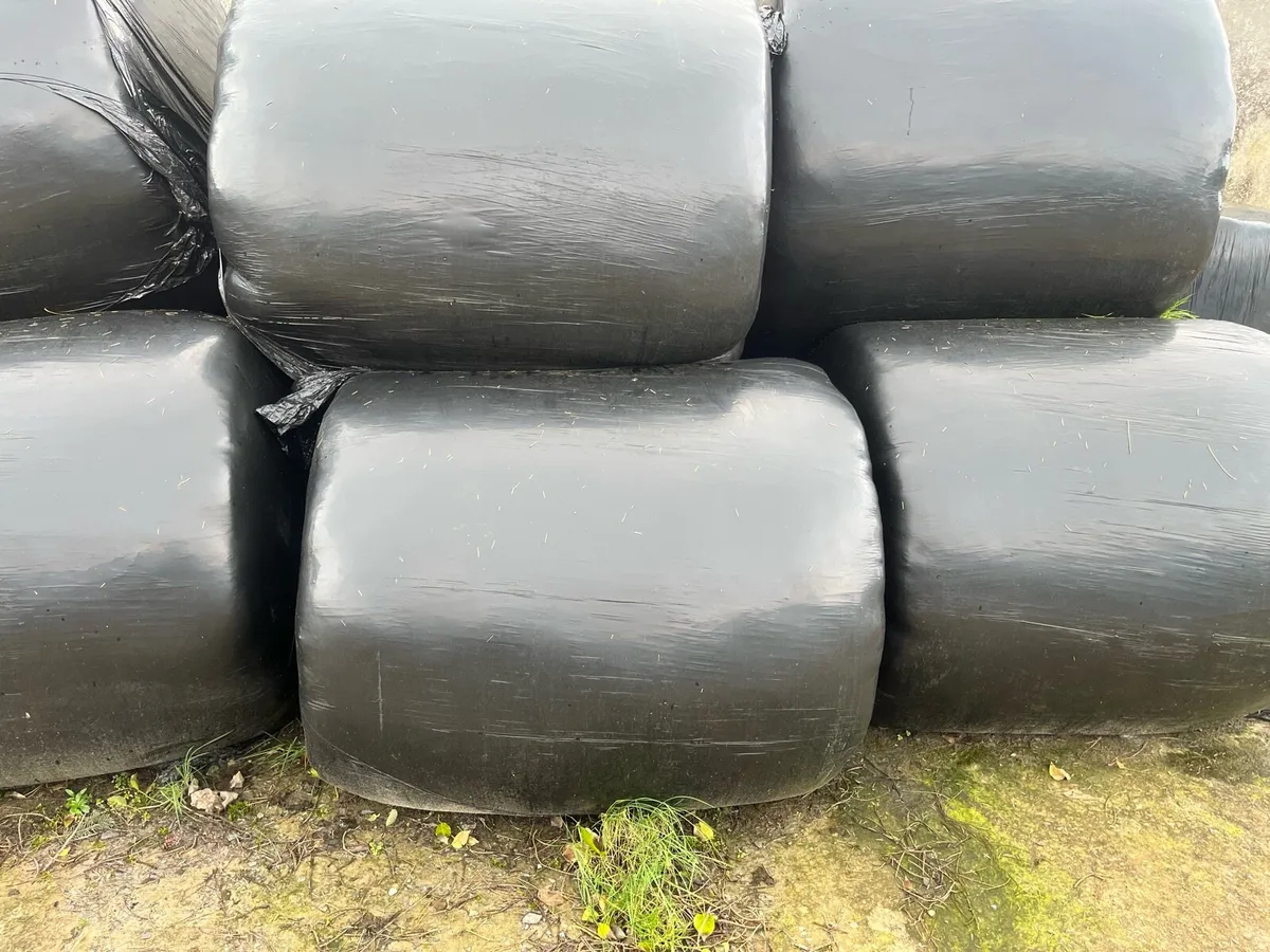 Silage bales - Image 1