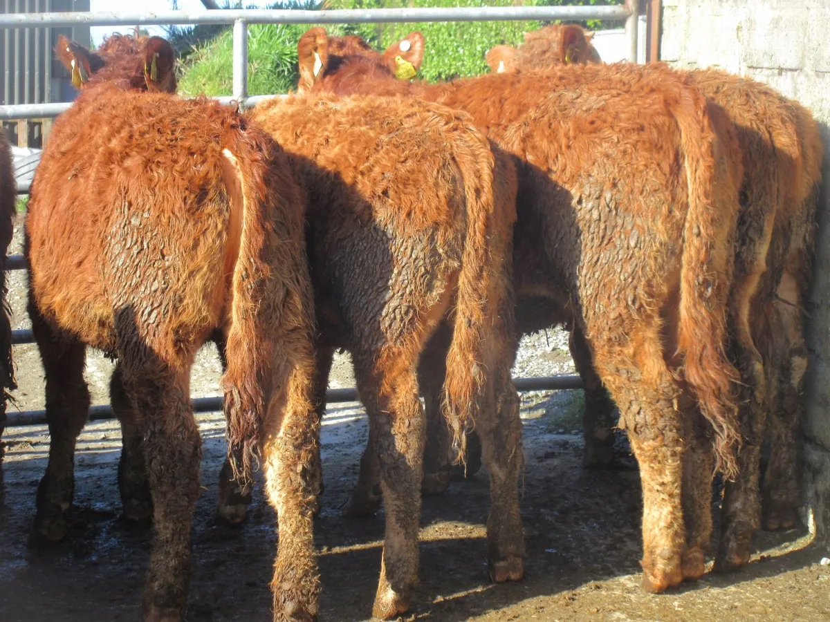 12 limousin heifers suckler bred - Image 3