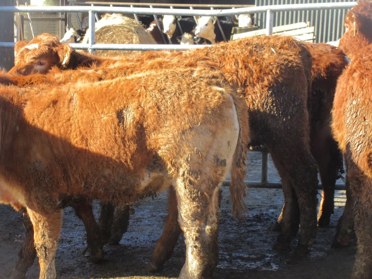 12 limousin heifers suckler bred - Image 4