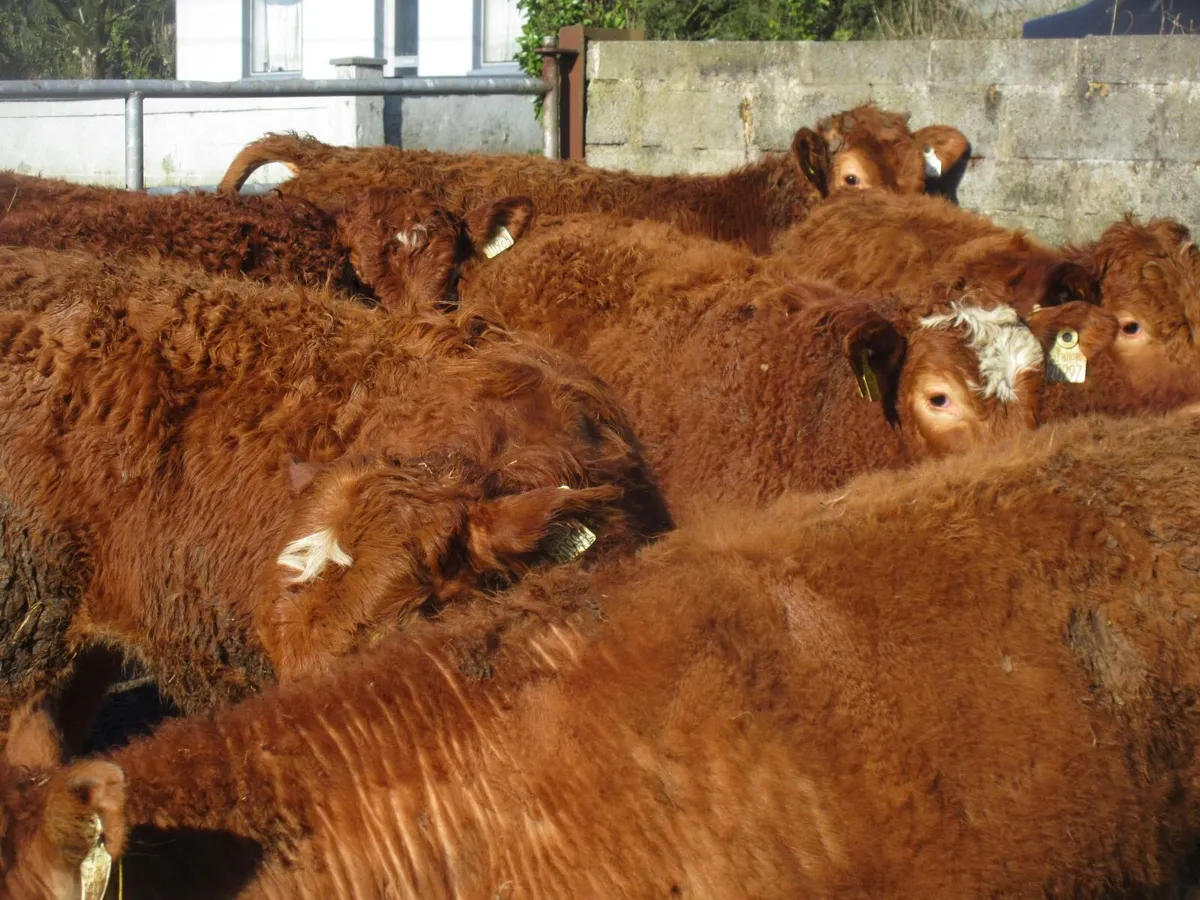 12 limousin heifers suckler bred - Image 2