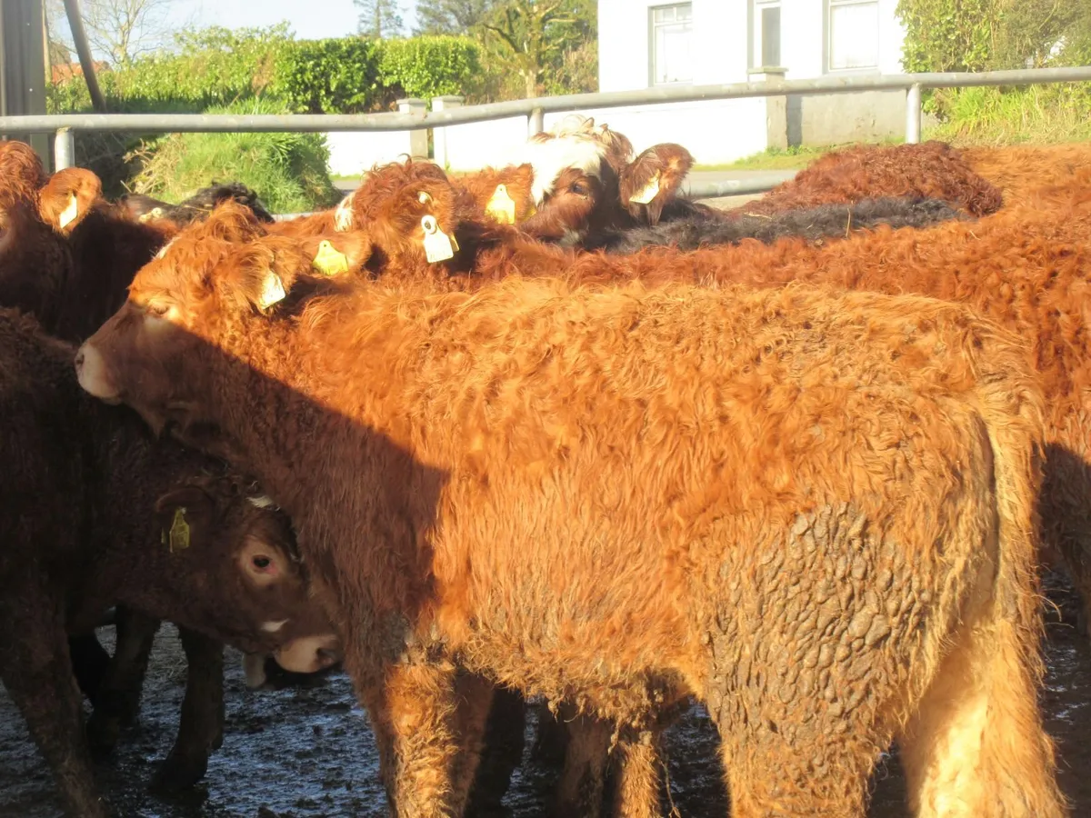 12 limousin heifers suckler bred - Image 1