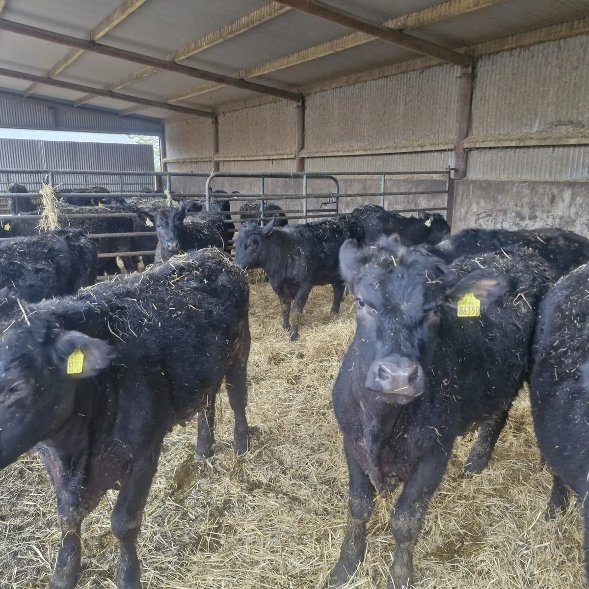 100 AA yearling for Auction - Image 2