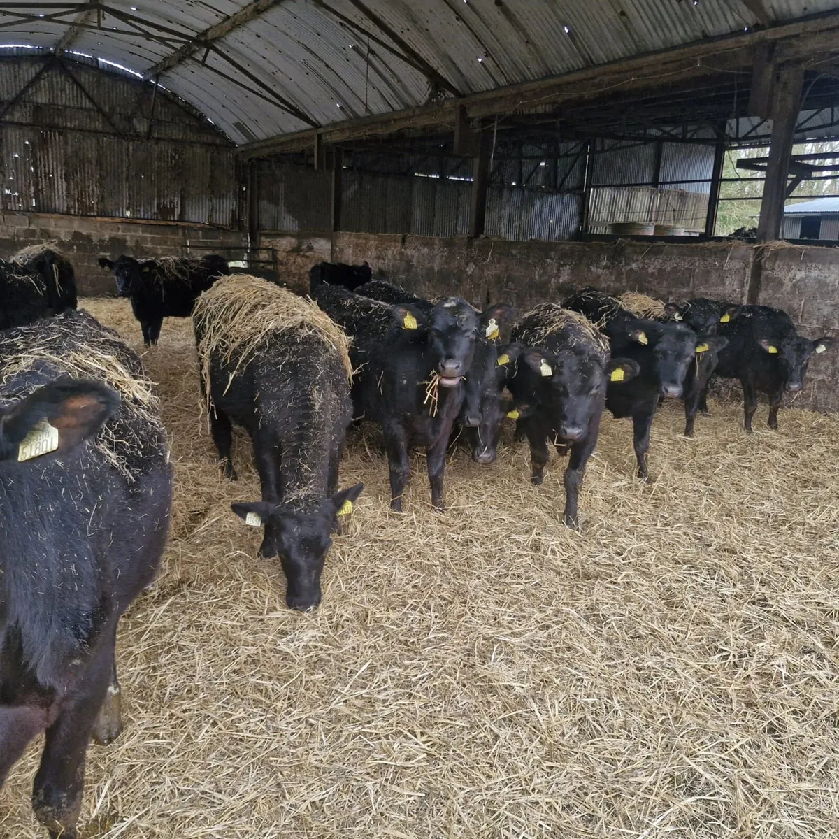 100 AA yearling for Auction - Image 1