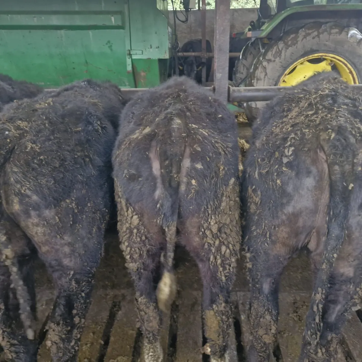 100 AA yearling for Auction - Image 3