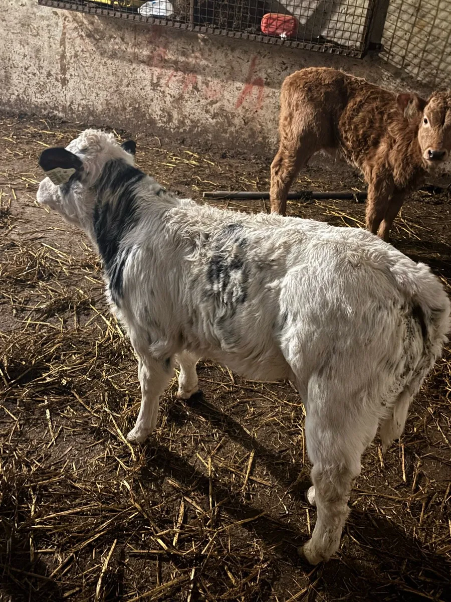 🔥🔥OUTSTANDING AI BRED HEIFER 🔥🔥 - Image 2