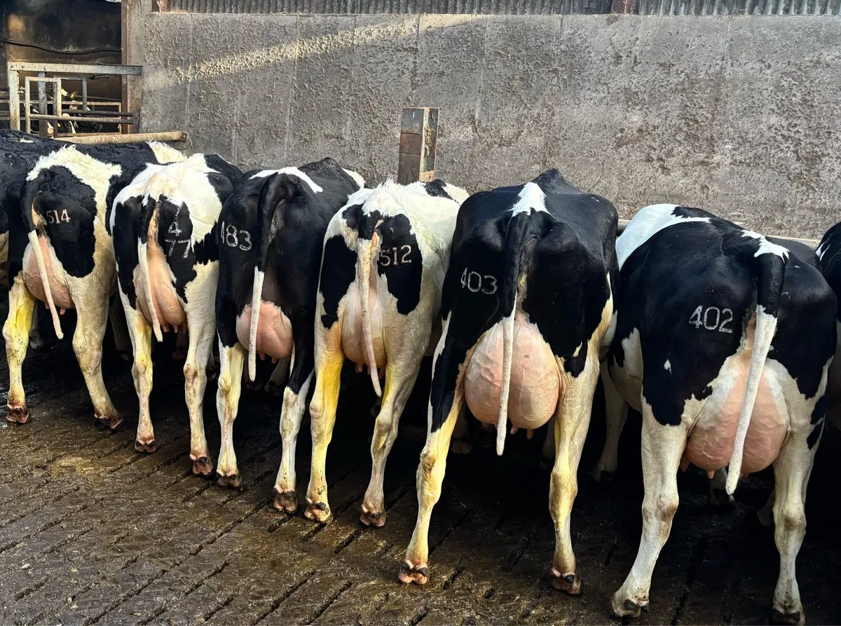 Fresh calved Holstein heifers and cow’s - Image 1