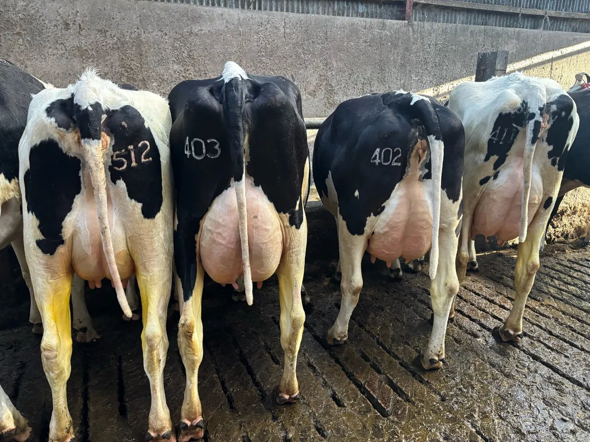 Fresh calved Holstein heifers and cow’s - Image 2