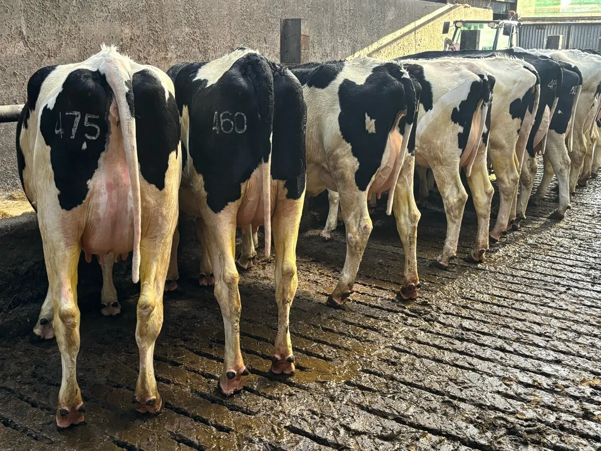 Fresh calved Holstein heifers and cow’s - Image 3