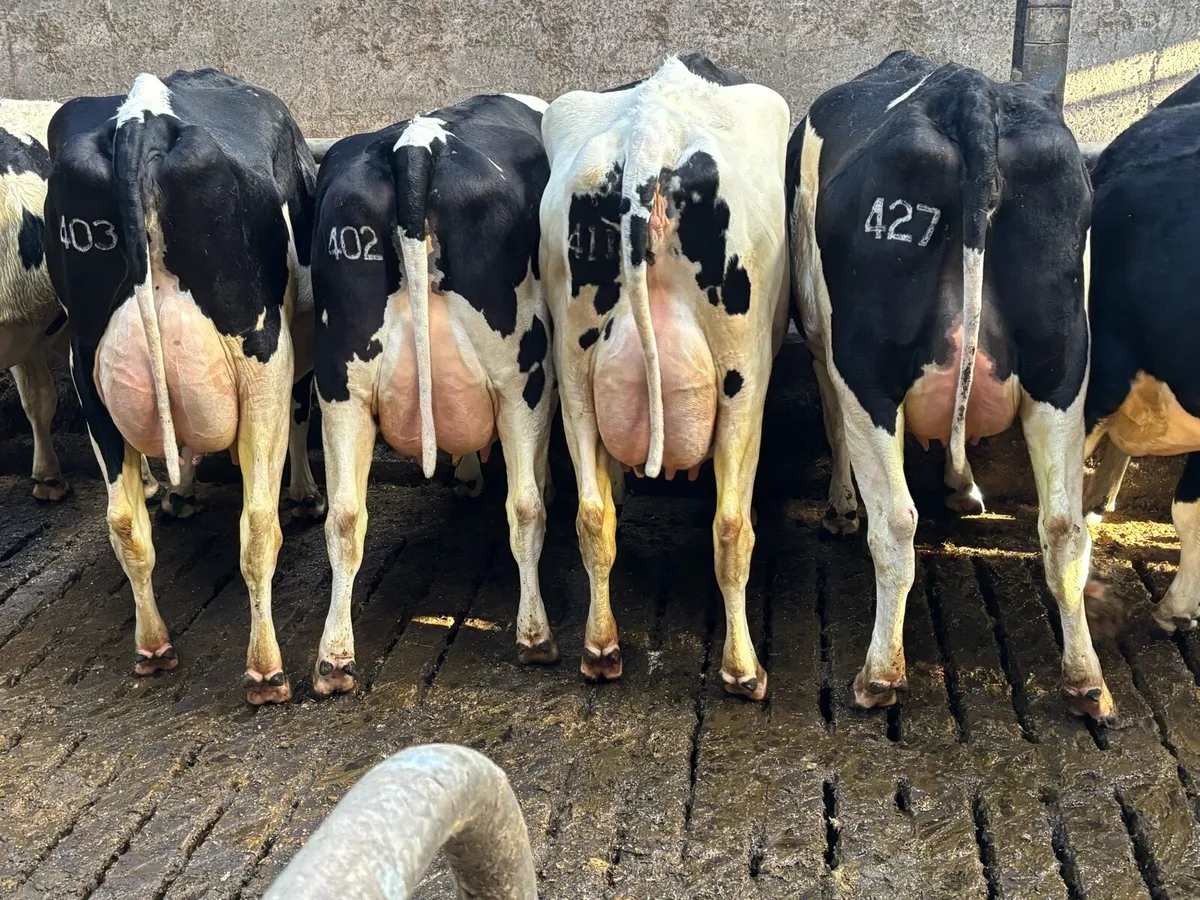 Fresh calved Holstein heifers and cow’s - Image 4