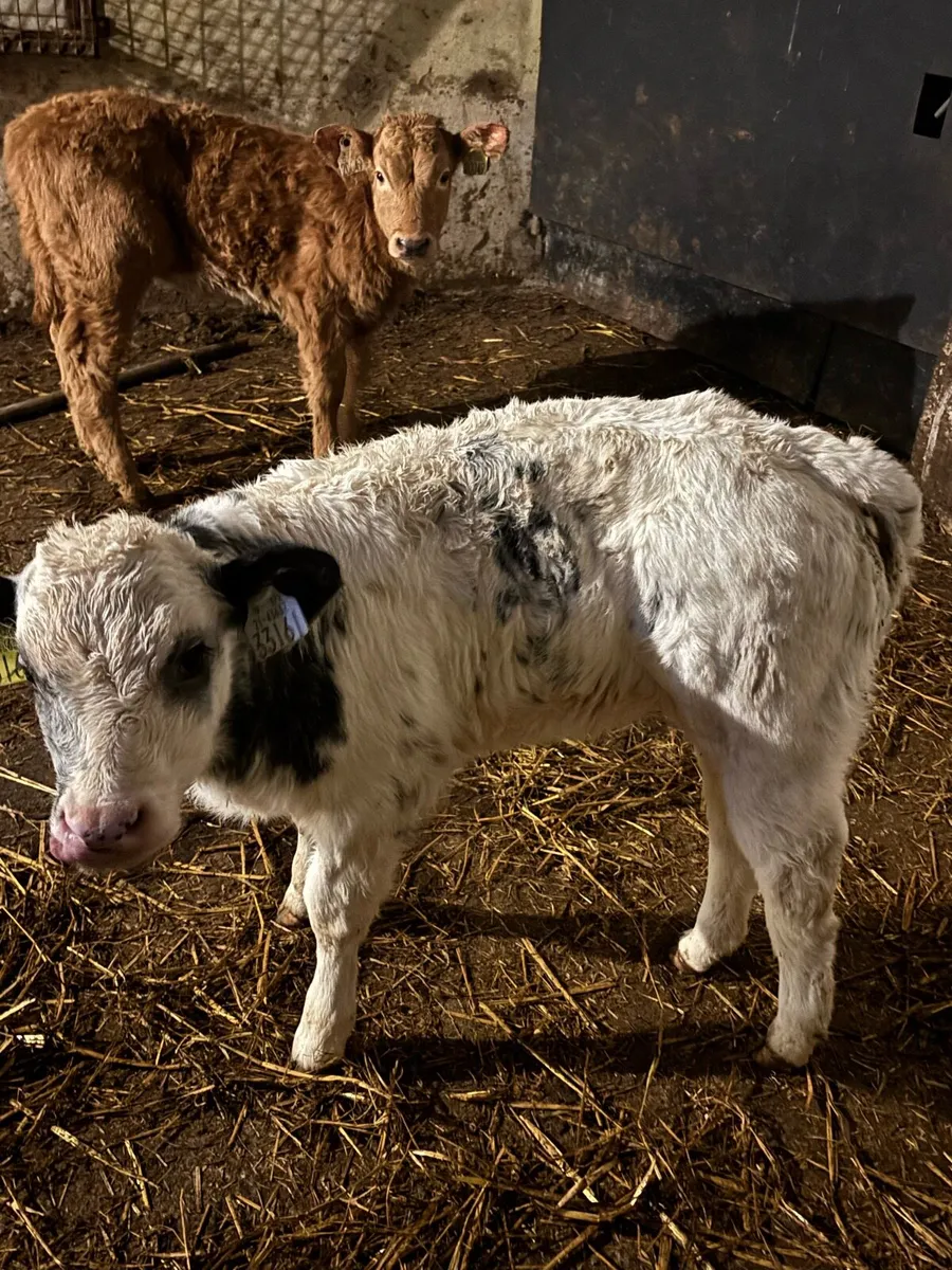 🔥🔥OUTSTANDING AI BRED HEIFER 🔥🔥 - Image 1