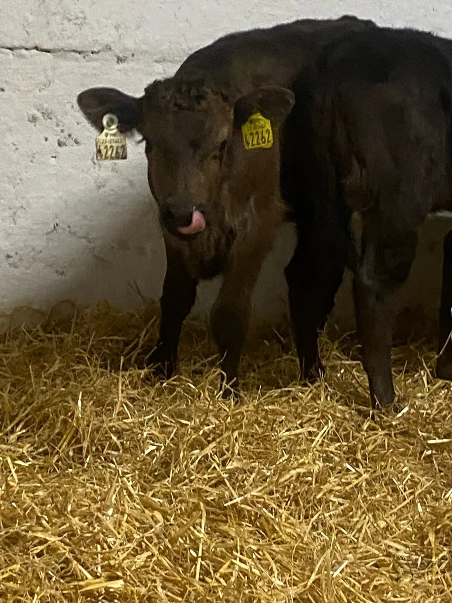 7 SERIOUS QUALITY LIM HEIFER CALVES - Image 2
