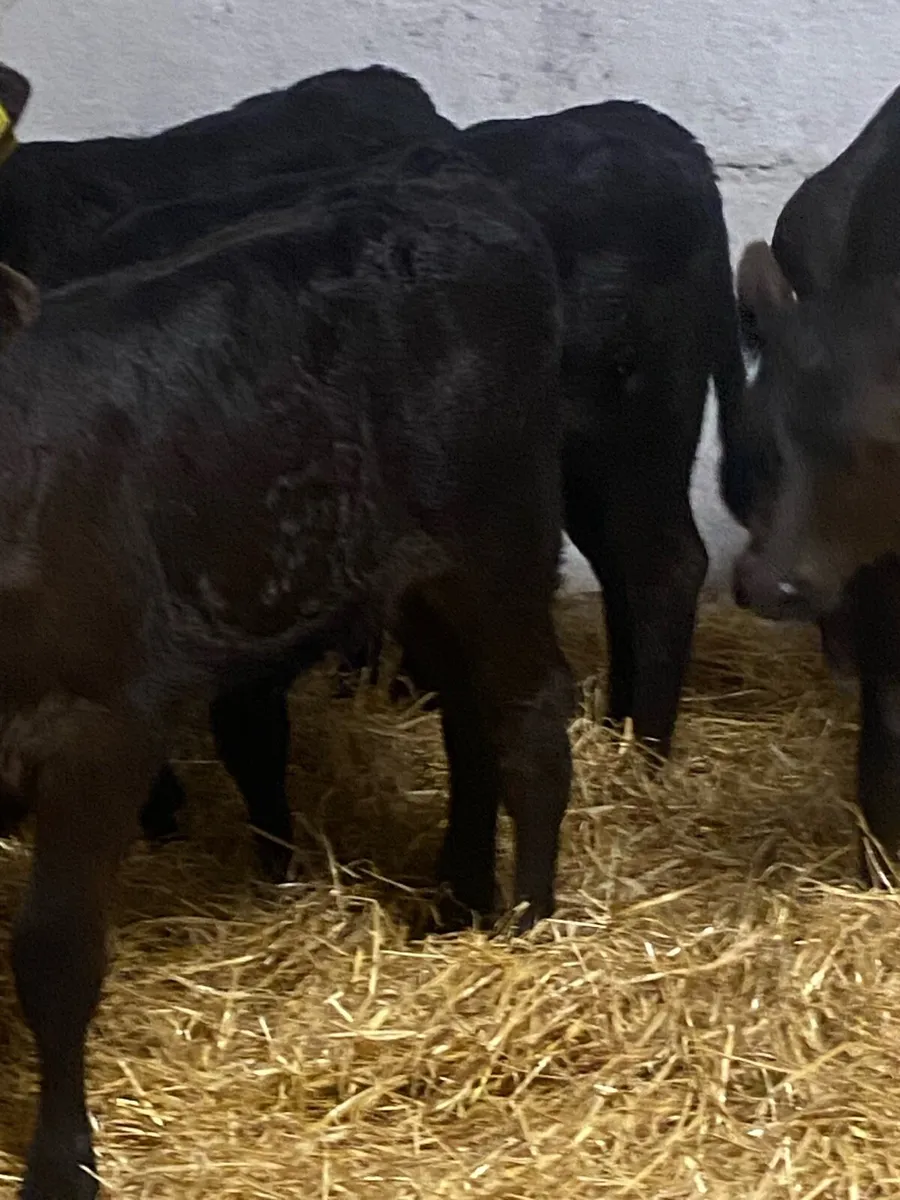 7 SERIOUS QUALITY LIM HEIFER CALVES - Image 3