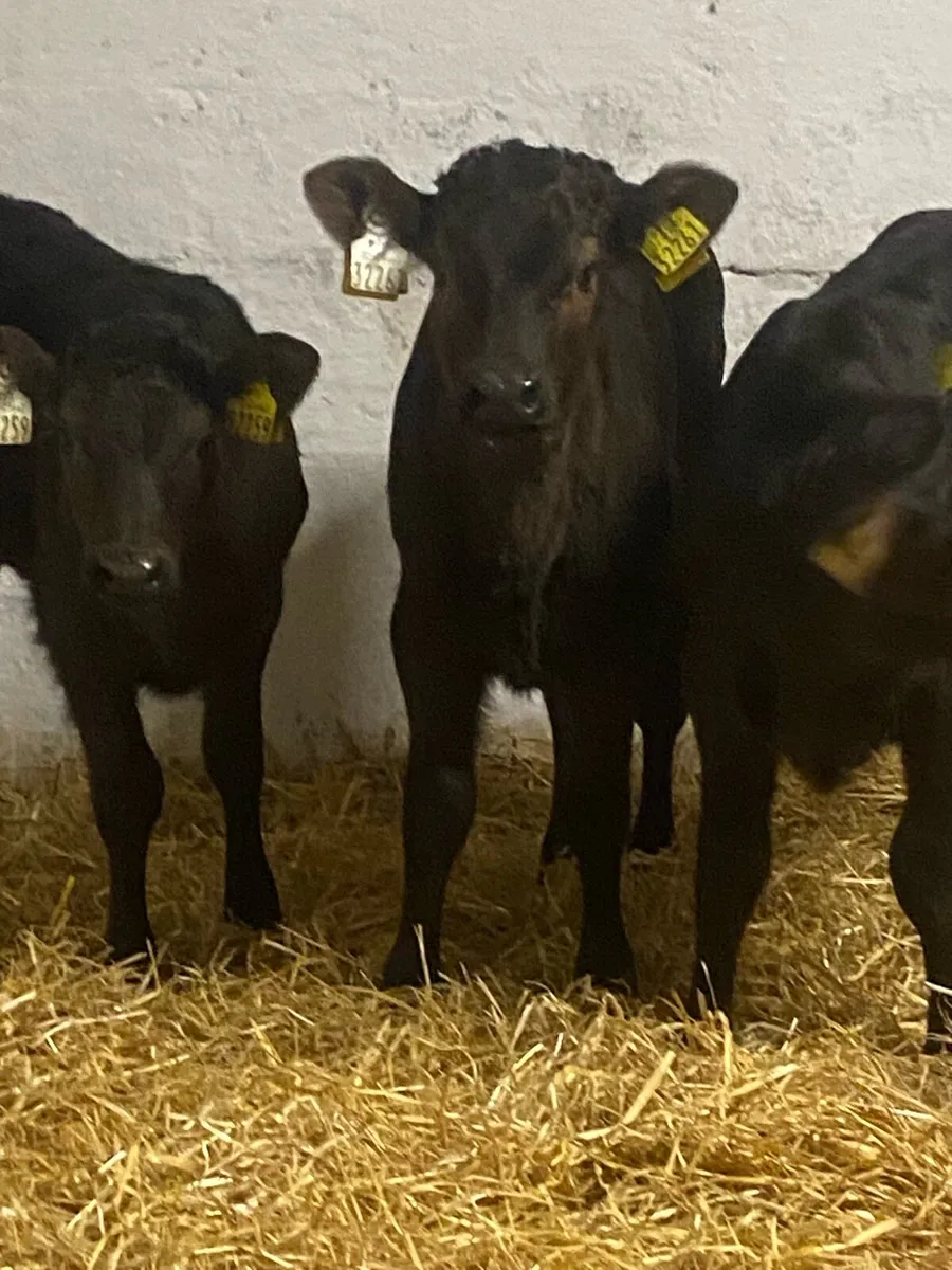 7 SERIOUS QUALITY LIM HEIFER CALVES - Image 1