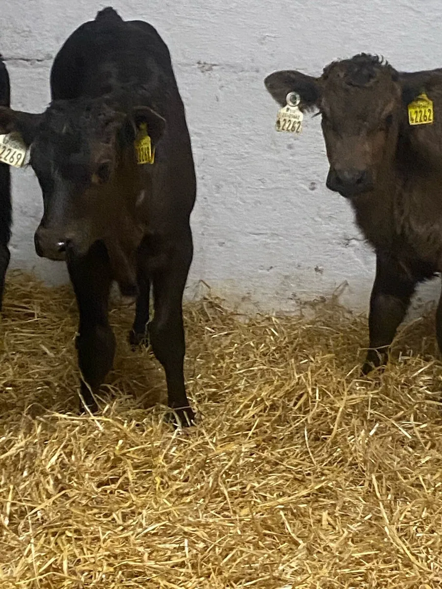 7 SERIOUS QUALITY LIM HEIFER CALVES - Image 4