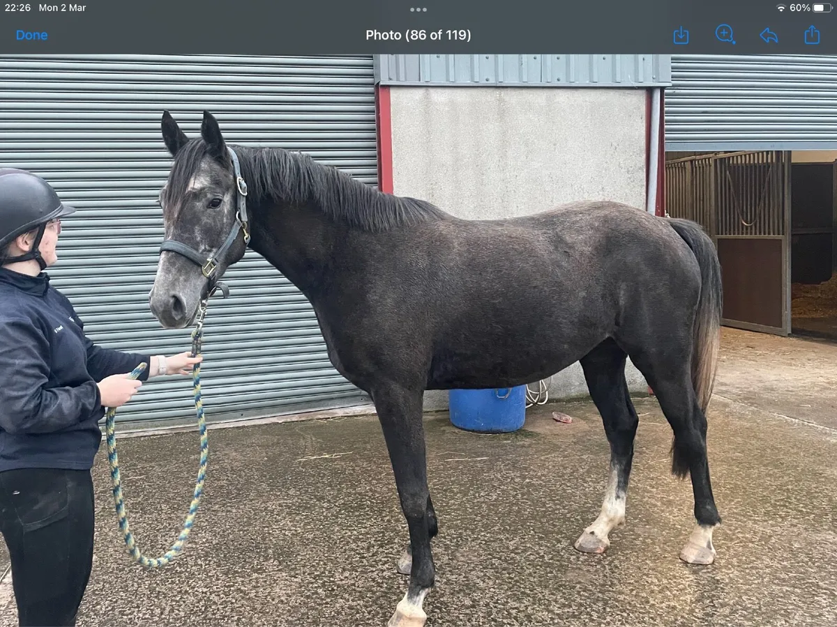 4yr old Alecante filly - Image 2