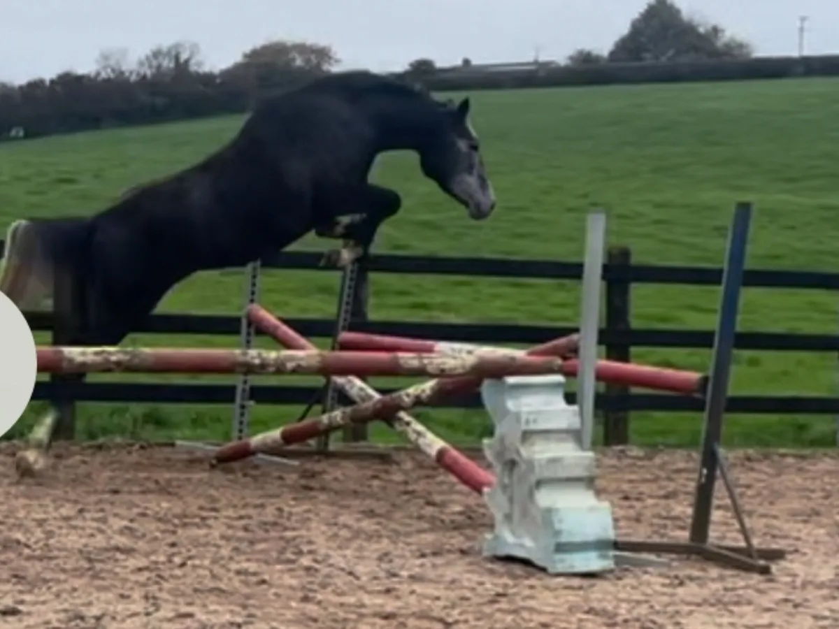 4yr old Alecante filly - Image 1