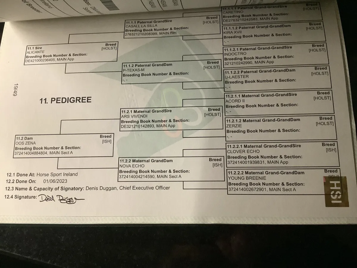 4yr old Alecante filly - Image 4