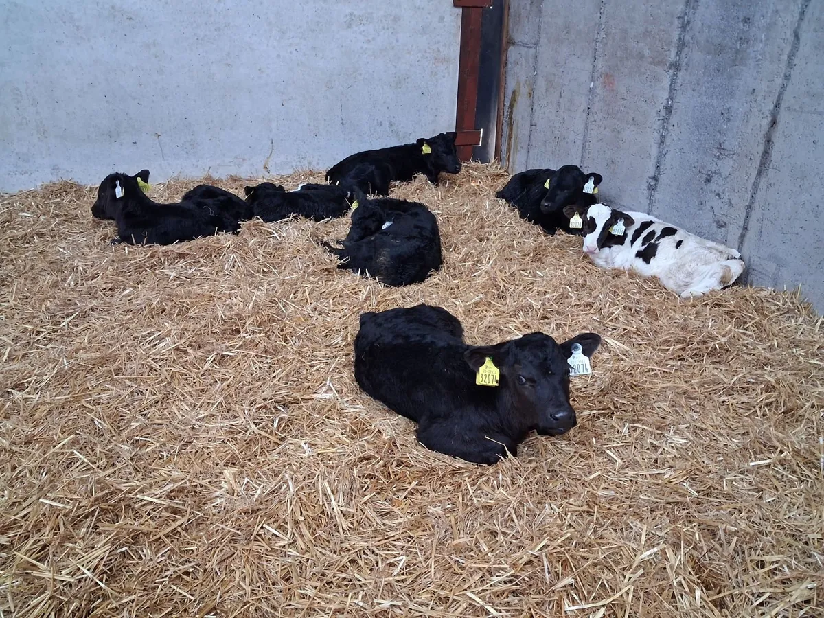 Angus Bull Calves Full Symbol Organic - Image 3