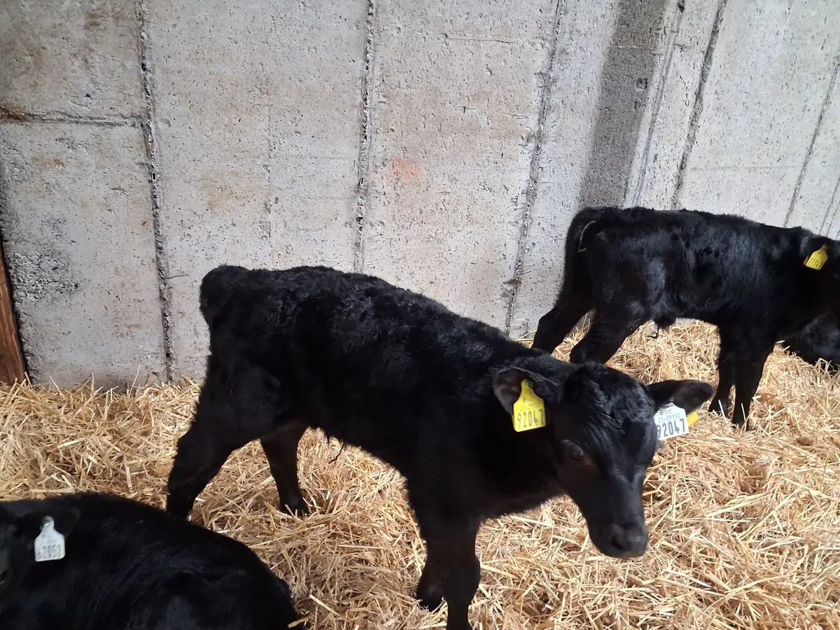 Angus Bull Calves Full Symbol Organic - Image 4
