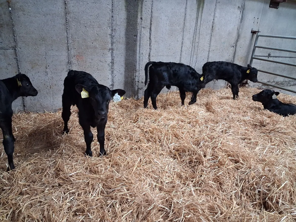 Angus Bull Calves Full Symbol Organic - Image 1